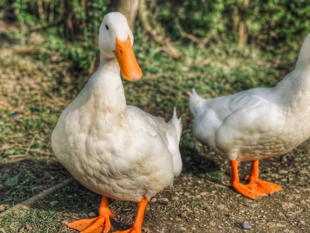 istock Portrait of a heavy white pekin duck 1158780118
