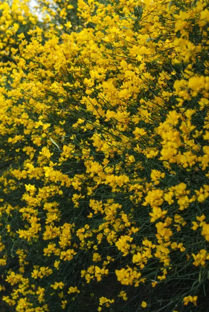 Drok, shrub with yellow flowers, yellow flowers on the whole frame