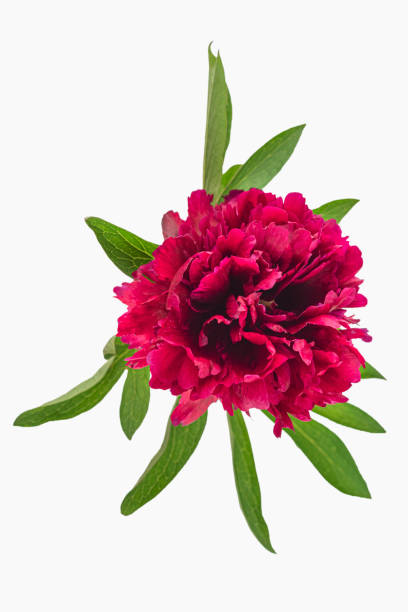 istock Dark pink peony flower head 1158780466