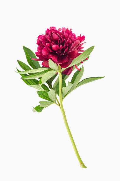 Dark pink peony flower