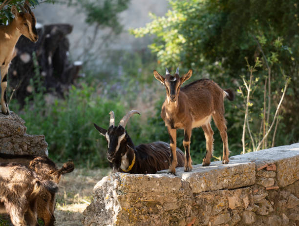 cabras en provenza, francia - animal cute animals deer deer herd fotografías e imágenes de stock