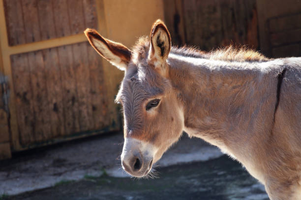 retrato de un burro - orejas de burro fotografías e imágenes de stock