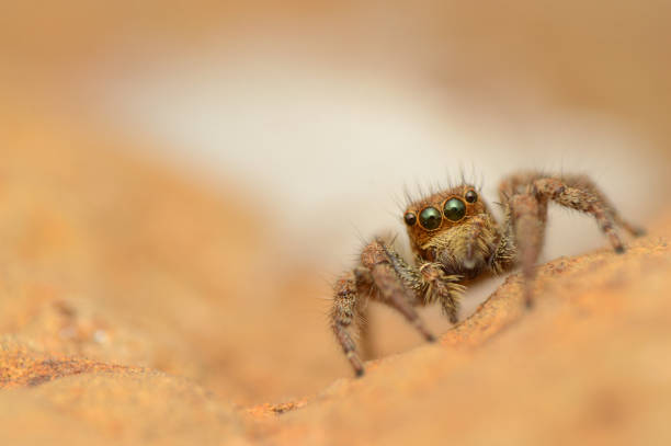 istock Jumping spider, Plexippus paykull, female, Satara, Maharashtra, India 1158781864