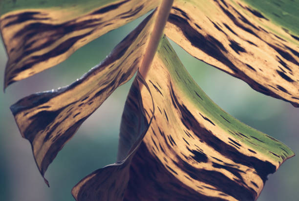 istock Close up of palm leaf nature background. 1158783758