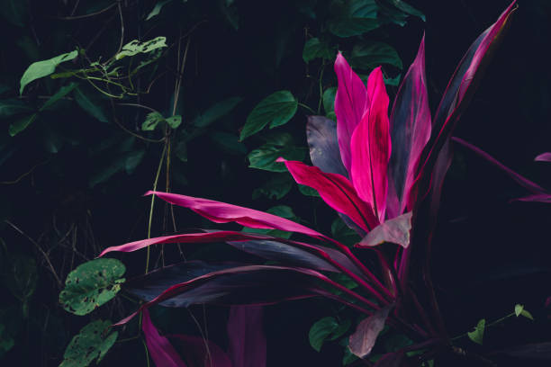 istock Close up of tropical plants nature background. 1158783787