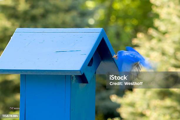 La Cena È Servita - Fotografie stock e altre immagini di Abilità - Abilità, Blu, Casetta per gli uccelli