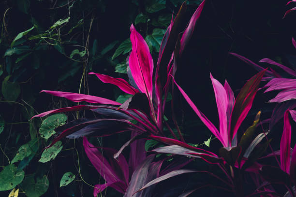 istock Close up of tropical plants nature background. 1158783855