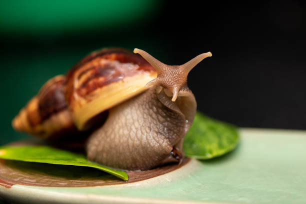 istock Big snail Achatina on a dark background. 1158783946