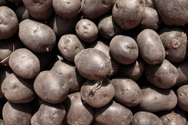 istock harvest purple potato background. clean potatoes scattered. 1158784031