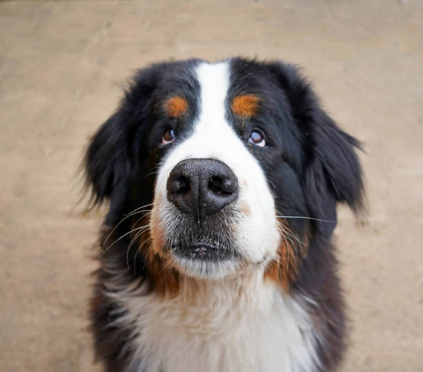 istock A portrait of a Bernese Mountain Dog 1158784211