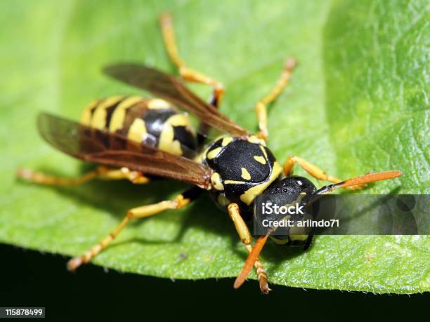 Wespe Auf Green Leaf Stockfoto und mehr Bilder von Angst - Angst, Außerirdischer, Bedrohung