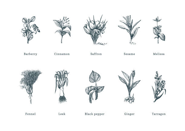 gezeichnete gewürzkräuter im gravur-stil. botanische illustrationen von bio-, öko-pflanzen. sketches-auflistung im vektor. - ingwerblüte stock-grafiken, -clipart, -cartoons und -symbole