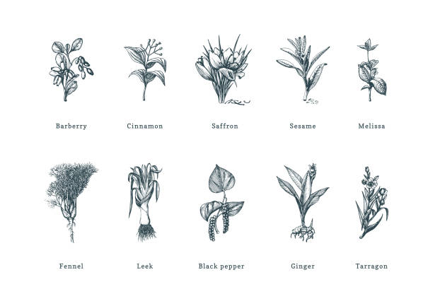 ilustrações de stock, clip art, desenhos animados e ícones de drawn spice herbs set in engraving style. botanical illustrations of organic, eco plants. sketches collection in vector. - sesame