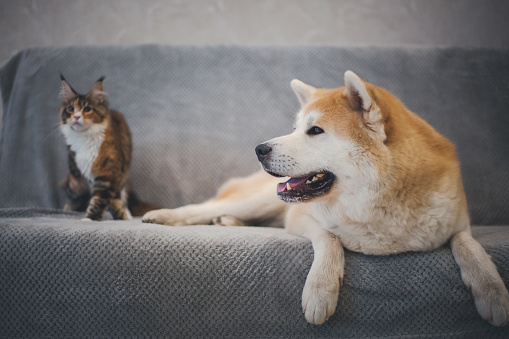 Akita Inu dog and Maine Coon cat are lying on the sofa at home, best friends, family portrait