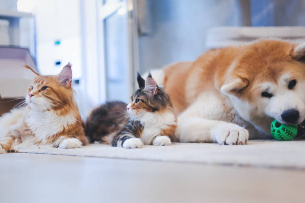 Two Meinkun Cat and Akita Inu dog, best friends, relaxing on the floor at home. Relationship family friendship between pets Two Meinkun Cat and Akita Inu dog, best friends, relaxing on the floor at home. Relationship family friendship between pets japanese akita stock pictures, royalty-free photos & images