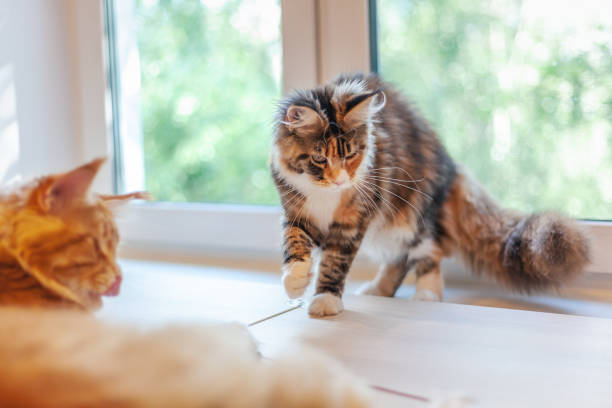 istock two beautiful fluffy multi-colored Maine Coon on the windowsill in the apartment 1158788350