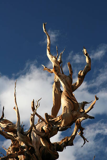 pinho bristlecone antigos - 32 - bristlecone pine pine tree tree forest - fotografias e filmes do acervo