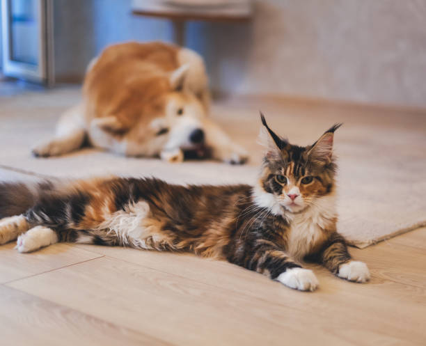 Meinkun cat and Akita Inu dog, best friends, relaxing on the floor at home. Pet Relationships Meinkun cat and Akita Inu dog, best friends, relaxing on the floor at home. Pet Relationships japanese akita stock pictures, royalty-free photos & images