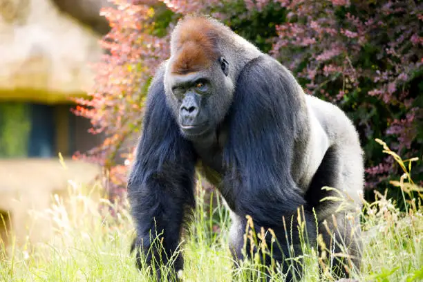 Photo of Gorilla in a zoo