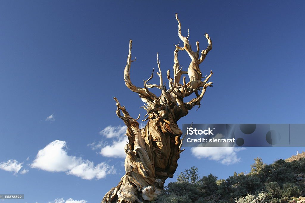 Ancient Bristlecone Pine-22 Four thousand year old Bristlecone Pine tree in California's White Mountain Range.  Abstract Stock Photo