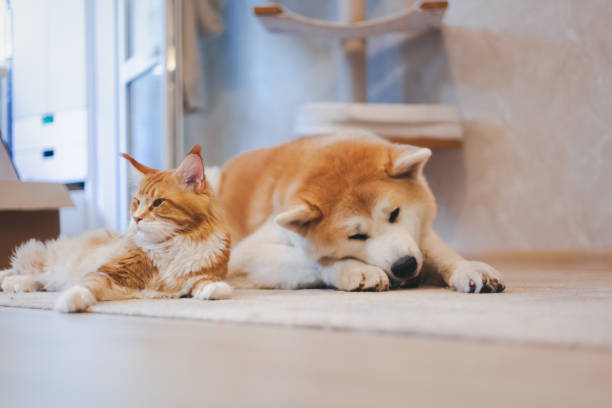 Meinkun cat and Akita Inu dog, best friends, relaxing on the floor at home. Pet Relationships Meinkun cat and Akita Inu dog, best friends, relaxing on the floor at home. Pet Relationships japanese akita stock pictures, royalty-free photos & images