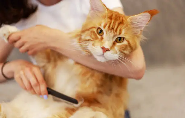 combing the coat of a Maine Coon, a beautiful red cat, taking care of pets