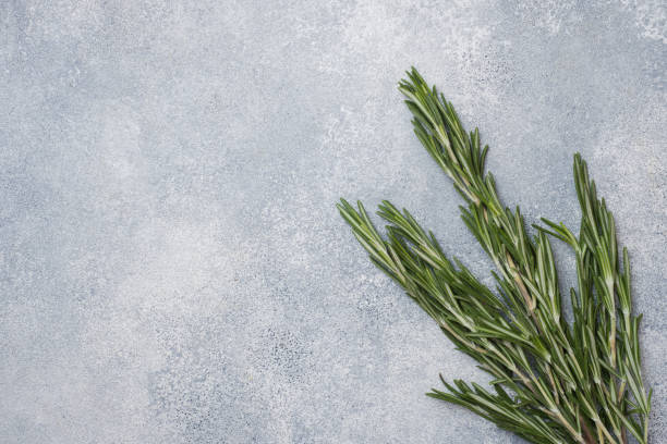 istock Branches of fresh rosemary on a gray concrete background. Copy space. 1158790570