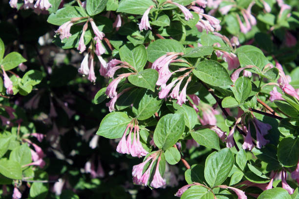 istock pink flowers in the garden 1158790687