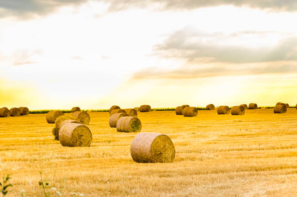 istock Sunrise over a field with many hay bales 1158790846