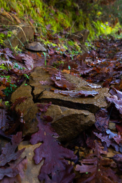 istock Autumn leaves on forest ground. 1158791338