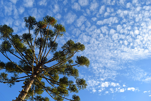 Bottom View of Beautiful Araucaria (Parana Pine Tree) and Blue Sky (Curitiba, Parana, Brazil) (South Brazil)