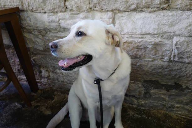 Labrador Retriever in Croatia Dog exploring Rovinj, Croatia rovinj harbor stock pictures, royalty-free photos & images