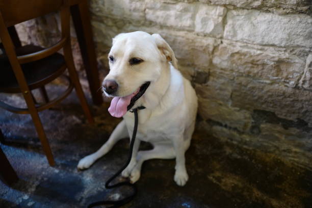 Labrador Retriever in Croatia Dog exploring Rovinj, Croatia rovinj harbor stock pictures, royalty-free photos & images