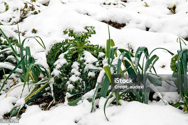 Leeks And Kale In The Snow Stock Photo - Download Image Now - Vegetable Garden, Deep Snow, Leek - Vegetable