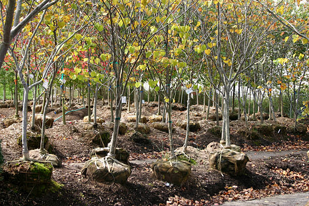 Tree farm stock photo