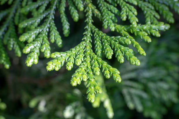 istock Leaves of Western redcedar (Thuja plicata) tree. 1158793018