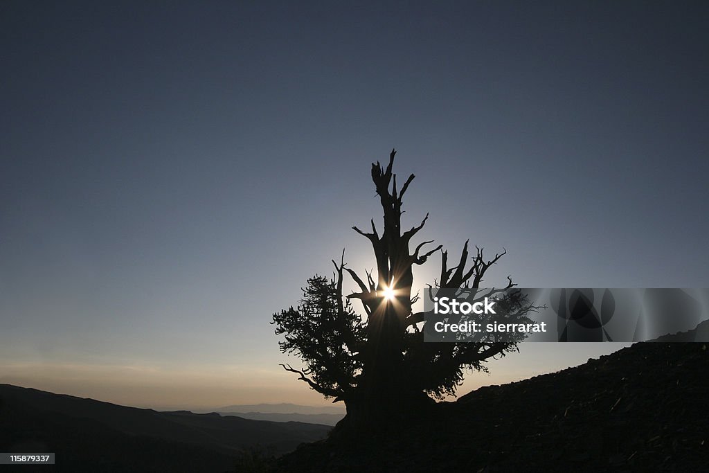 Lone Tree con espacio para texto - Foto de stock de Vista ascendente libre de derechos