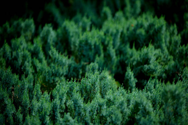 close look at the green coniferous bush