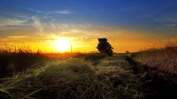 istock Combine harvester gathers the wheat crop at sunset 1158794190