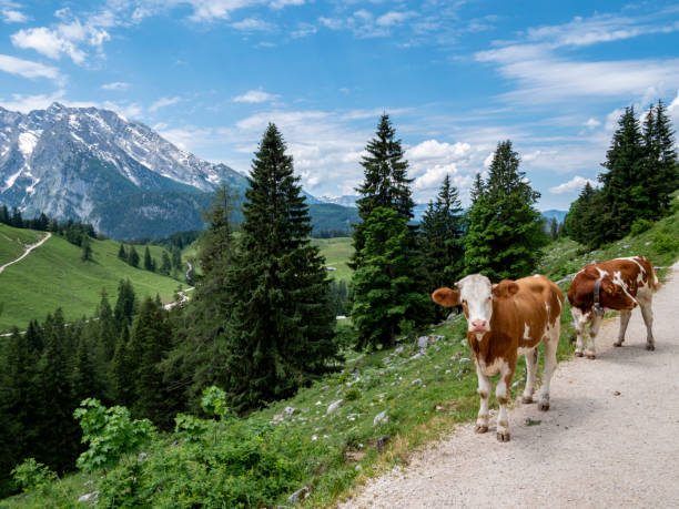 cows in the berchtesgaden alps - mountain lake austria bavaria imagens e fotografias de stock