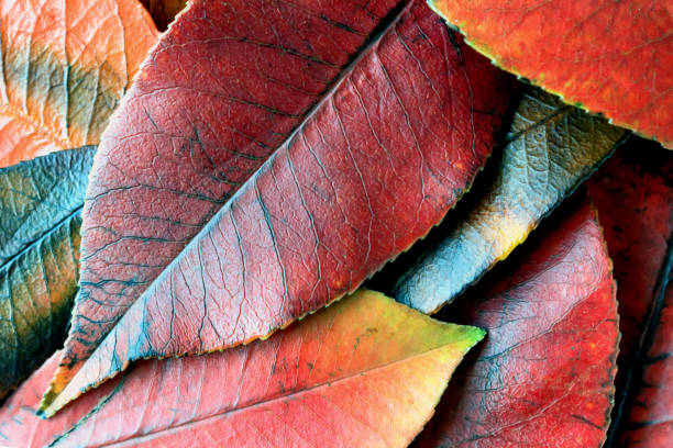 Directly above view of red eucalyptus leaves arranged on white background