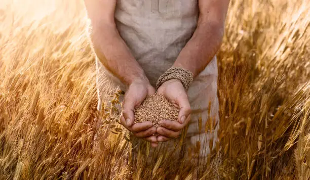 Close up of farmer's hands holding organic einkorn wheat seed on the field at the sunset