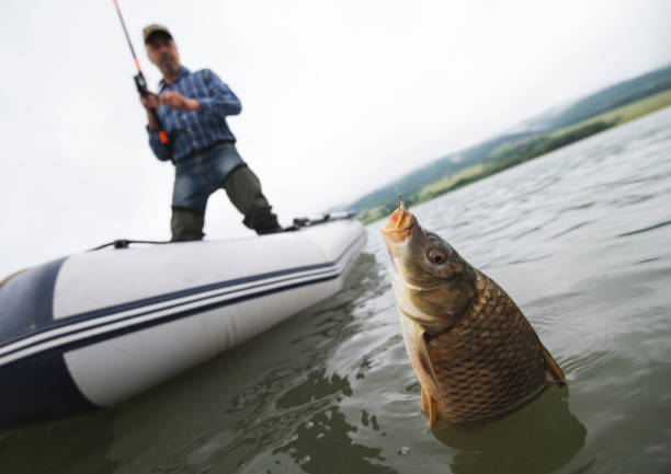 Adult man fishing from a boat. Adult fisherman catch a carp fish from a boat. carp stock pictures, royalty-free photos & images