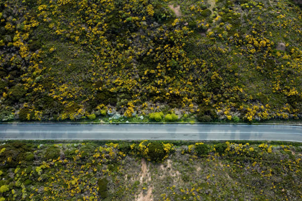 istock Top view of a straight empty road 1158796929