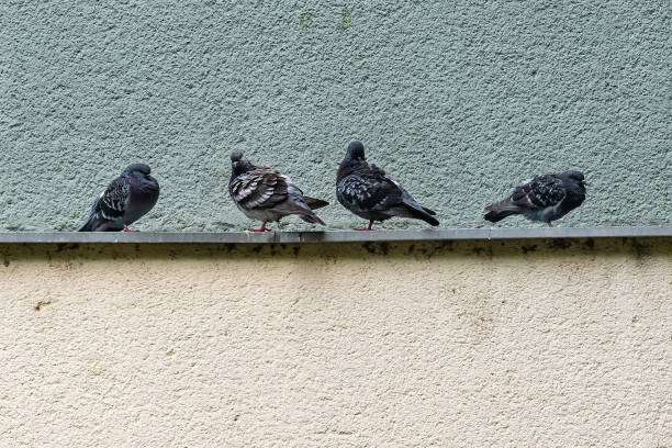 istock The four pigeons are resting after the rain 1158797208