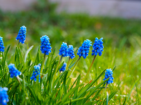Very blue grape hyacinth or muscari, sometimes known as Bluebells. Oh and some lovely bokeh too.