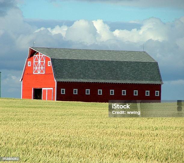 Rojo Barn Y Campo De Trigo Foto de stock y más banco de imágenes de Aire libre - Aire libre, Alberta, Campo - Tierra cultivada