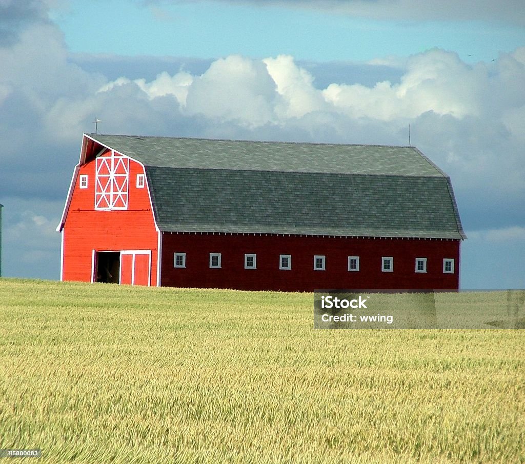 Campo di grano rosso di un fienile e - Foto stock royalty-free di Alberta