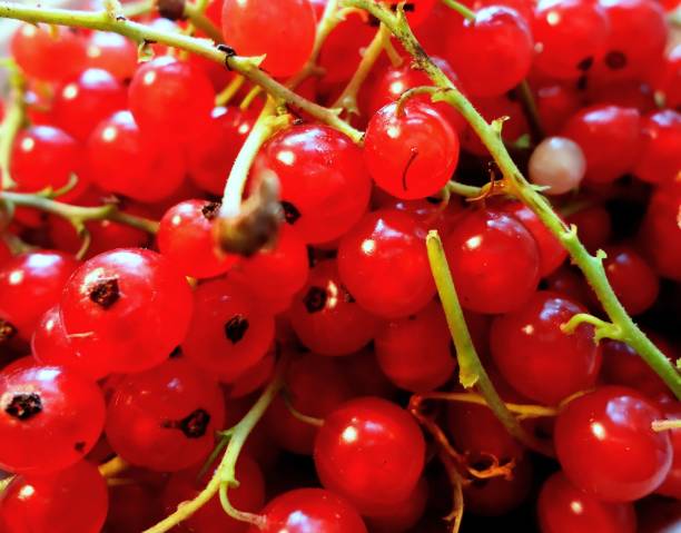 bright red large currants