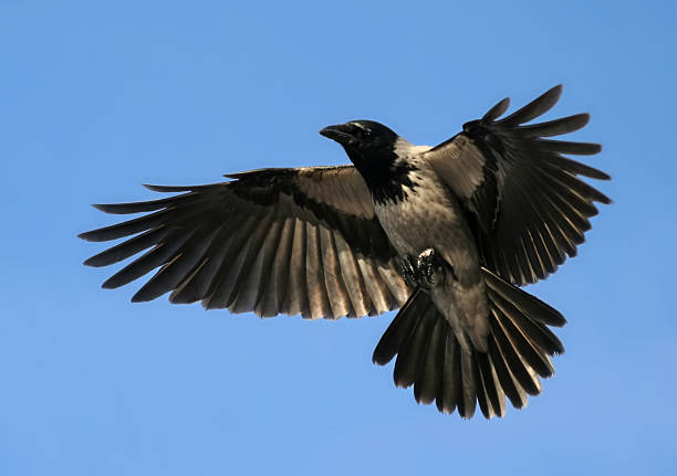 istock Close-up of a black crow mid-flight 115880423